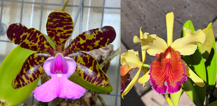 Cattleya Princesse Clementine (C. aclandiae 'Verde' AM/AOS x C. dowiana 'SVO Golden Lip')