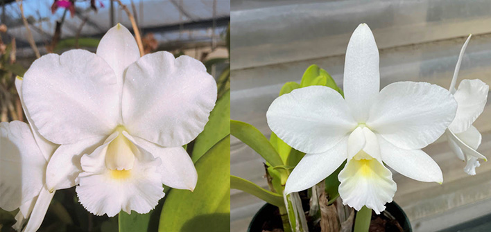 Cattleya Victorian Lace 'Diamond Orchids' x Laeliocattleya Arctic Moon 'Rochelle'