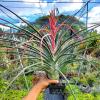 Tillandsia Mali Dofitas