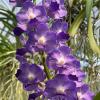 Aerides lawrenceae x Vanda Sasicha