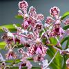 Vanda tricolor var. suavis