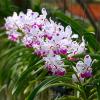 Vanda Loke (lamellata x luzonica)