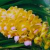 Wuttiphanara Manoonya 'Golden Doll'