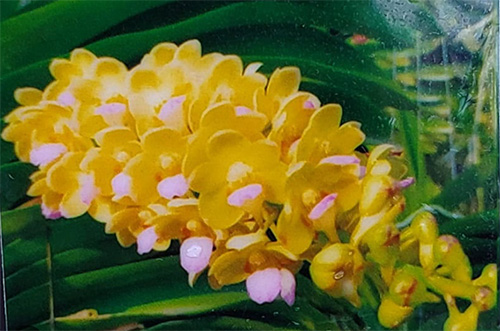 Wuttiphanara Manoonya 'Golden Doll'