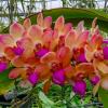 Wuttiphanara Manoonya Orange Fancy 'Pink LIp'