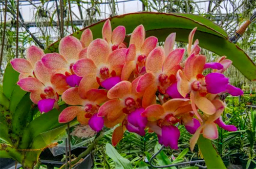 Wuttiphanara Manoonya Orange Fancy 'Pink LIp'