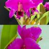 Cattleya percivaliana ('Remolacha' x 'Luna de Manzana')