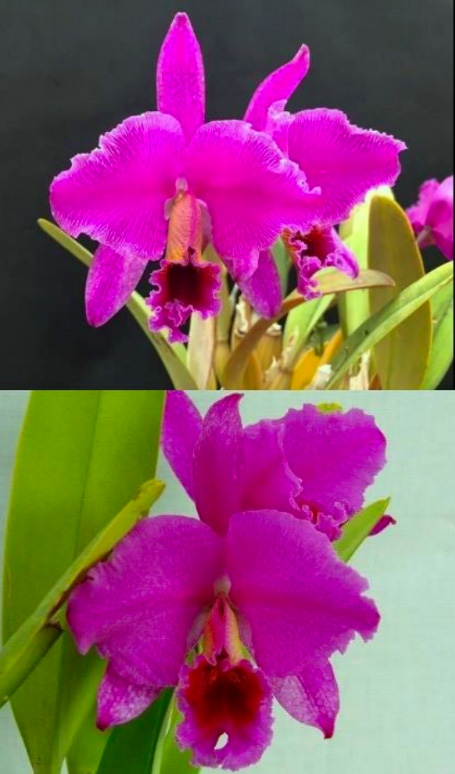 Cattleya percivaliana ('Remolacha' x 'Luna de Manzana')