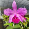 Cattleya Virgen de Guadalupe