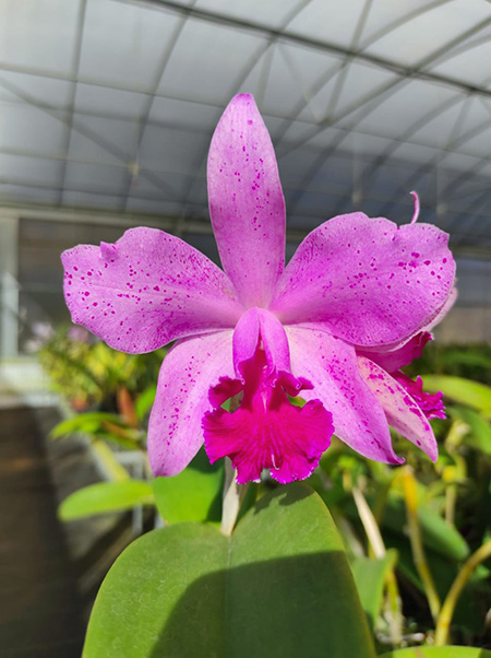 Cattleya Virgen de Guadalupe