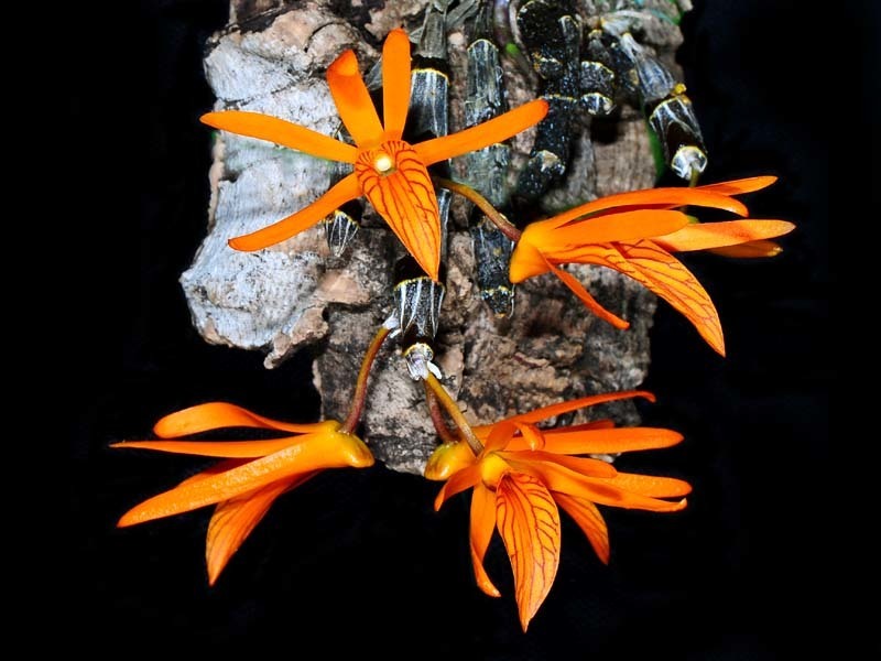 Dendrobium dickasonii