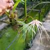 Bulbophyllum medusae x longissimum