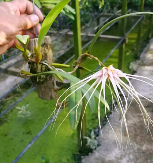 Bulbophyllum medusae x longissimum