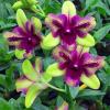 Dendrobium Purple Green 'Three Lips' mutante