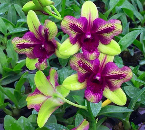 Dendrobium Purple Green 'Three Lips' mutante