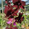 Dendrobium Super Black