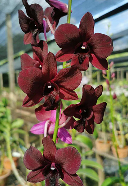 Dendrobium Super Black