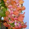 Dendrobium POF Brown Stripe