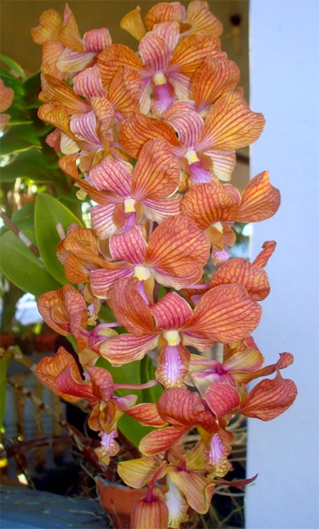 Dendrobium POF Brown Stripe