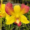 Dendrobium Honey