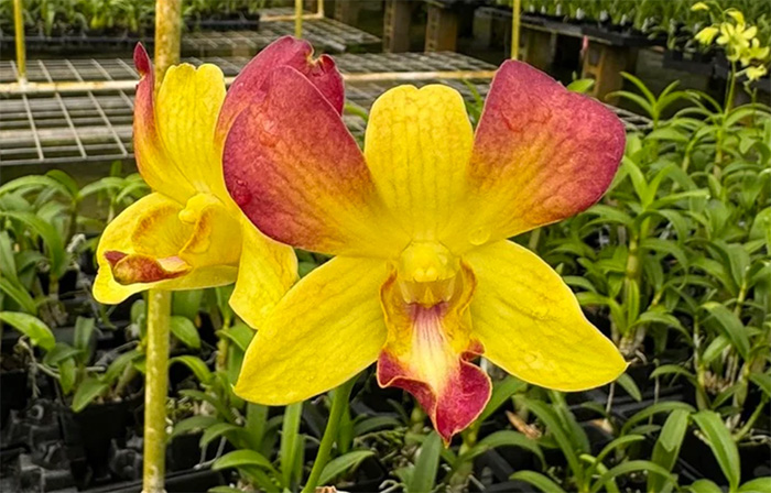Dendrobium Honey