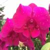 Dendrobium Bangkok Big Red