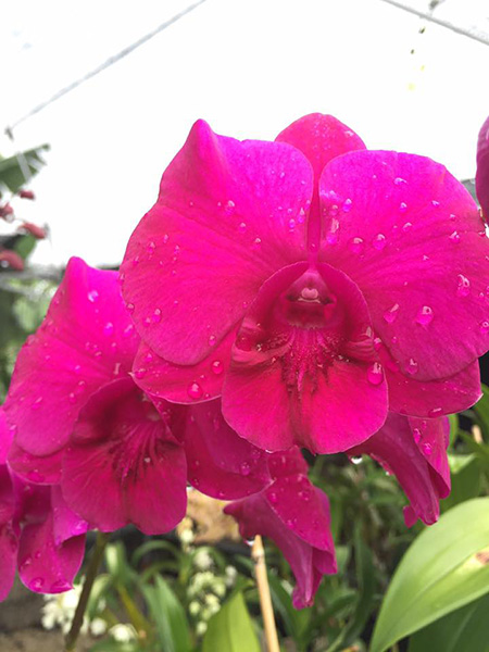 Dendrobium Bangkok Big Red