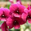 Dendrobium Red Udomsri