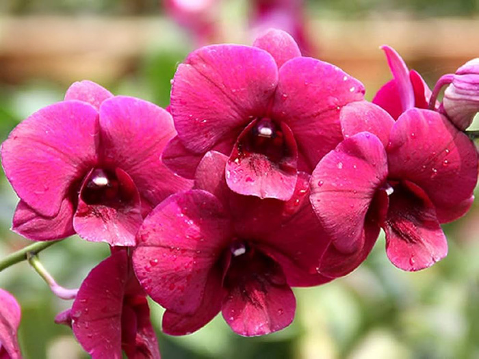 Dendrobium Red Udomsri