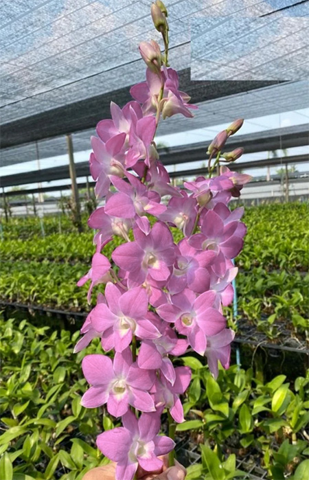 Dendrobium CF '#35'