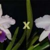 Cattleya warscewiczii coerulea ('Tudo Azul' x 'Deep Blue')