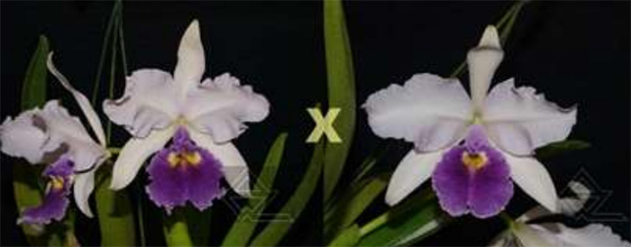 Cattleya warscewiczii coerulea ('Tudo Azul' x 'Deep Blue')