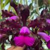 Cattleya aclandiae x schilleriana