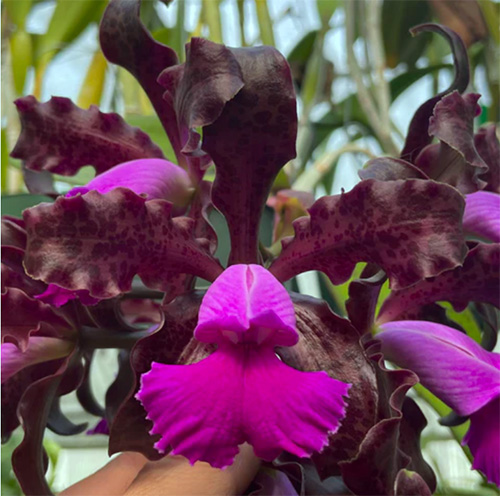 Cattleya aclandiae x schilleriana
