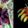 Bulbophyllum cruentum x graveolens