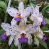 Cattleya amethystoglossa coerulea x sib