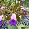 Cattleya leopoldii lilacinea x Cattleya schilleriana coerulea