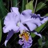 Cattleya mossiae coerulea ('Samson' x 'Terepaima') x sib