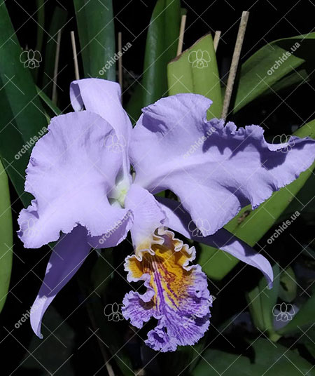 Cattleya mossiae coerulea ('Samson' x 'Terepaima') x sib