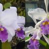 Cattleya warscewiczii coerulea 'Caliman' x 'Jordao'