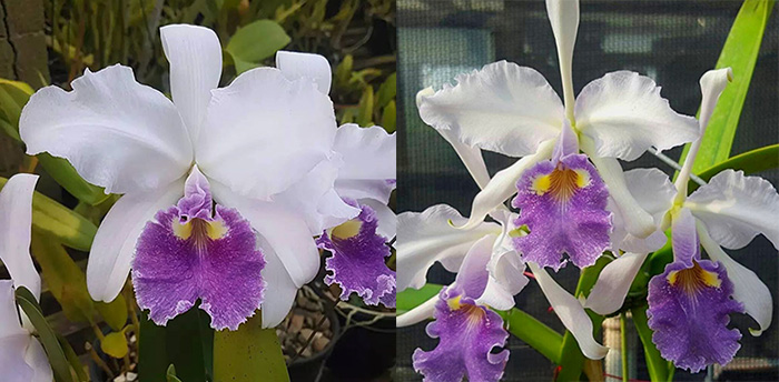 Cattleya warscewiczii coerulea 'Caliman' x 'Jordao'