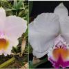 Cattleya quadricolor suave x semi-alba