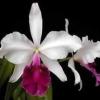 Cattleya warscewiczii semi-alba atropurpurea x self