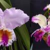 Cattleya mossiae tipo x semi-alba 'Canaima's Fantasy'