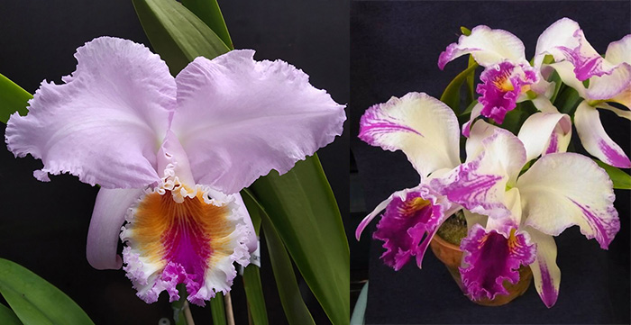 Cattleya mossiae tipo x semi-alba 'Canaima's Fantasy'