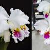 Cattleya mossiae semi-alba Reineckiana x semi-alba pincelada