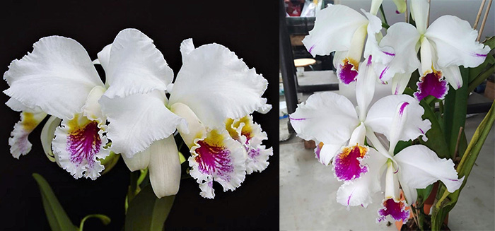 Cattleya mossiae semi-alba Reineckiana x semi-alba pincelada
