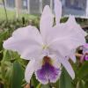 Cattleya labiata coerulea 'Ardosia'