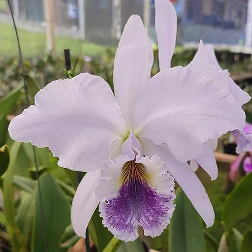 Cattleya labiata coerulea 'Ardosia'