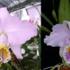 Cattleya mossiae concolor 'Rio' x mossiae tipo